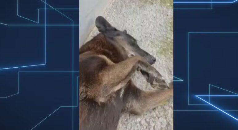 Polícia de Santa Catarina conclui que apenas um adolescente teve envolvimento na morte do cão Orelha