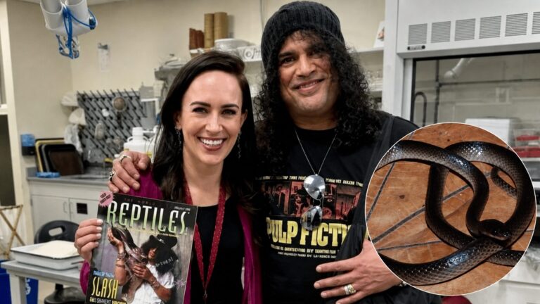 Nova espécie de cobra Lielaphis slashi batizada em homenagem a Slash do Guns N’ Roses